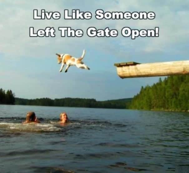 dog-gate-open