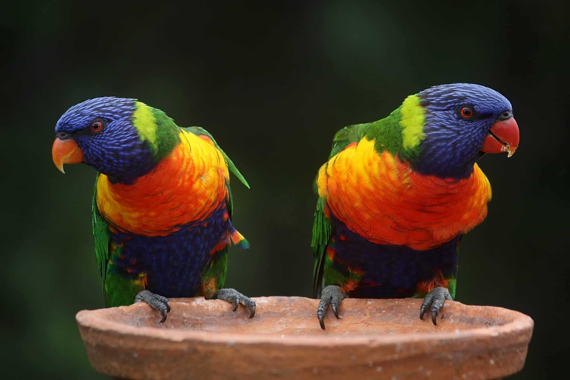 two-birds-rainbow-lorikeet-parrots-australia-rainbow-37833