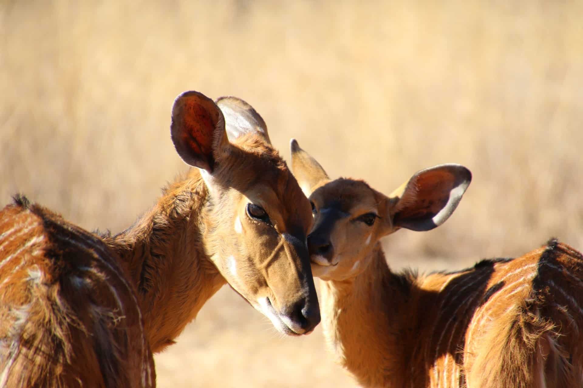 two-deer-connecting-pexels-photo-391230